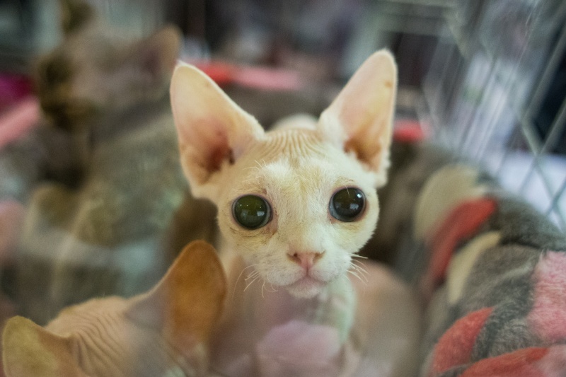 &quot;Зважений і пухнастий&quot;: кот Кекс выиграл битву гигантов на выставке в Киеве